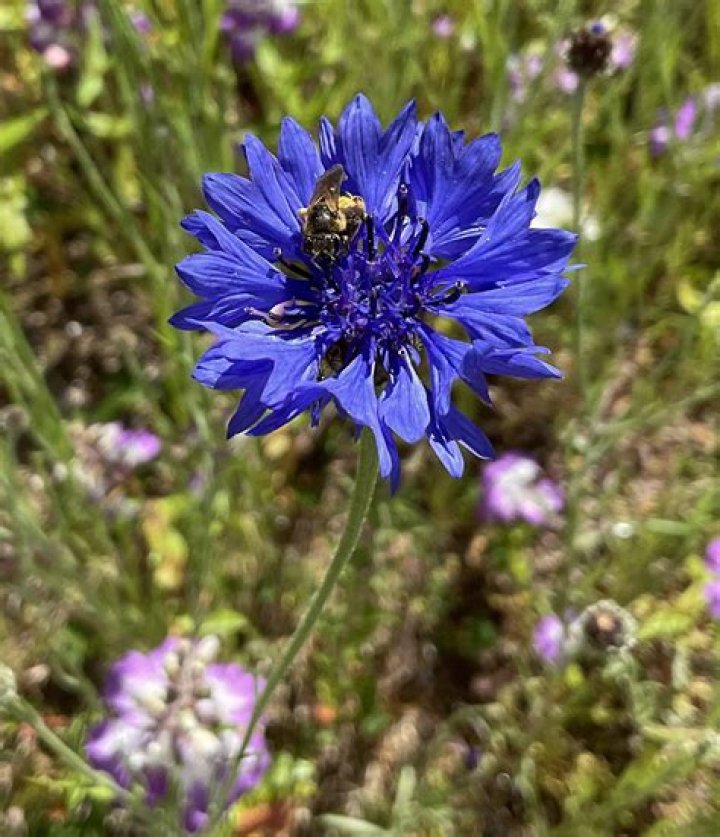 Do cornflowers have a scent?