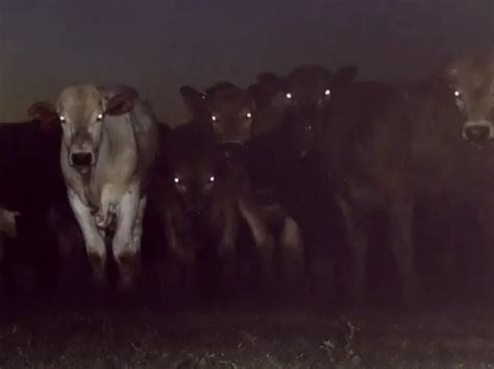 Do cows see in the dark?