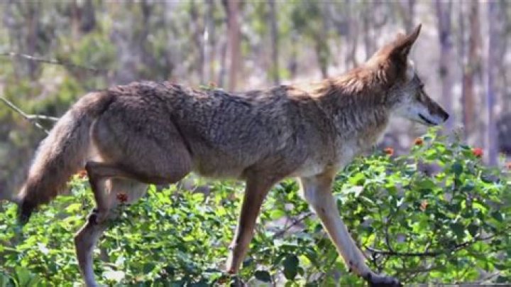 Do coyotes only come out at night?