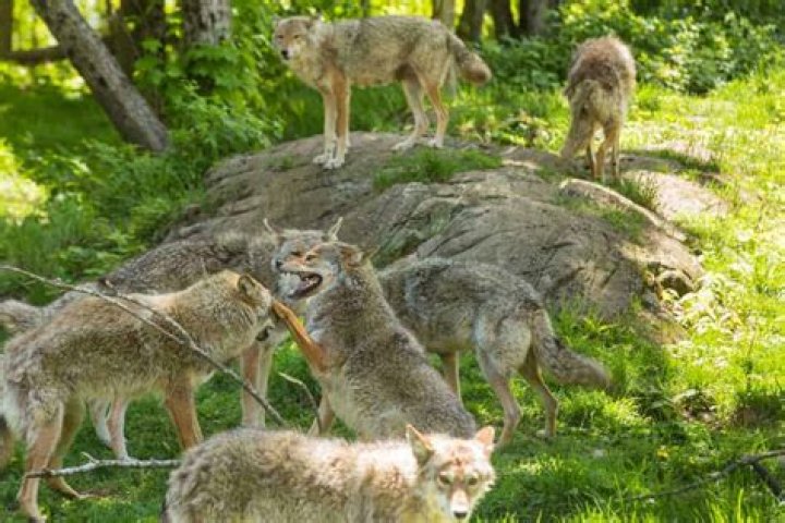 Do coyotes run in packs?