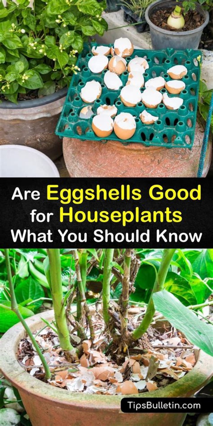 Do crushed eggshells help plants?
