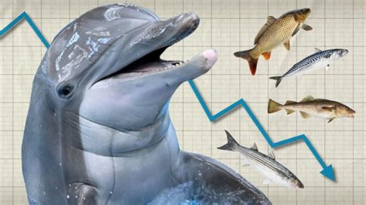 Do dolphins get periods?