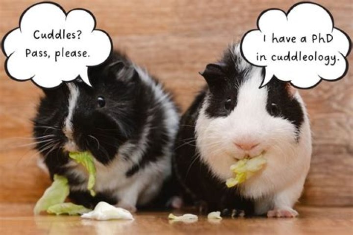 Do guinea pigs hold grudges?