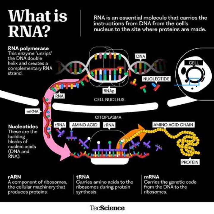Do humans have RNA?