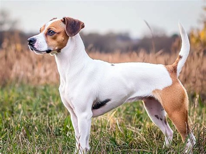 Do Jack Russells get cold in winter?