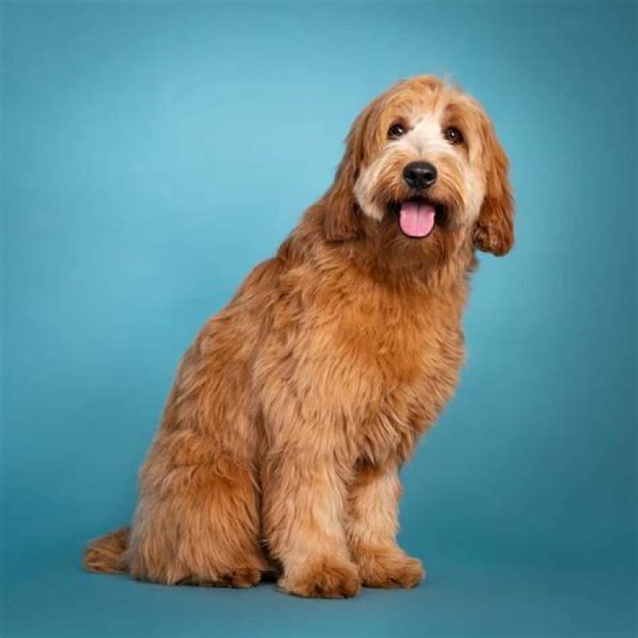 Do Labradoodles have an odor?