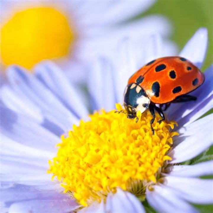 Do ladybugs like garlic?