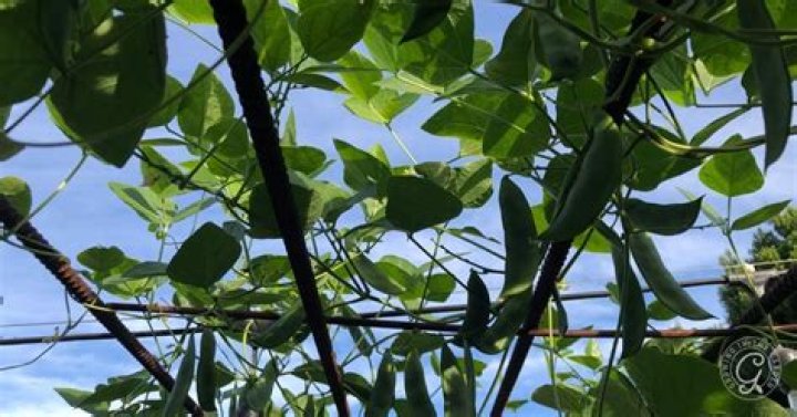 Do lima beans grow underground?