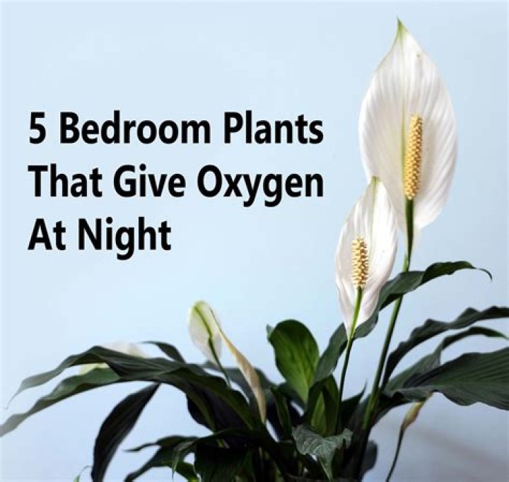 Do plants steal your oxygen at night?