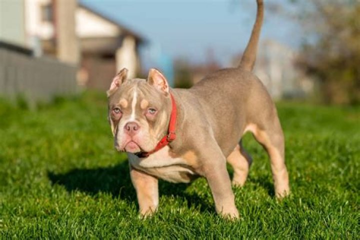 Do pocket bullies drool?