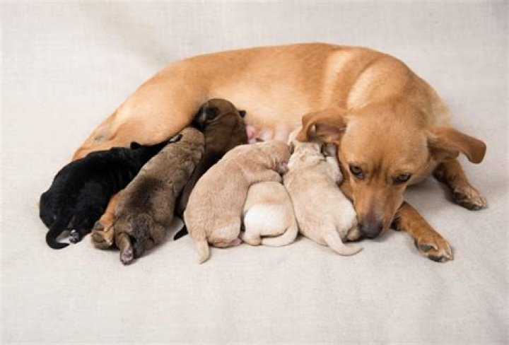 Do puppies get sad leaving their mom?