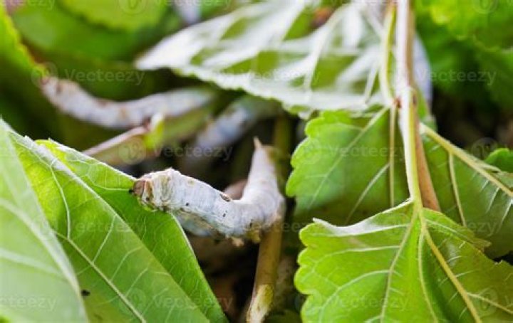 Do silkworms pee?
