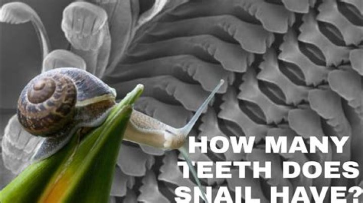 Do snails have 3000 teeth?