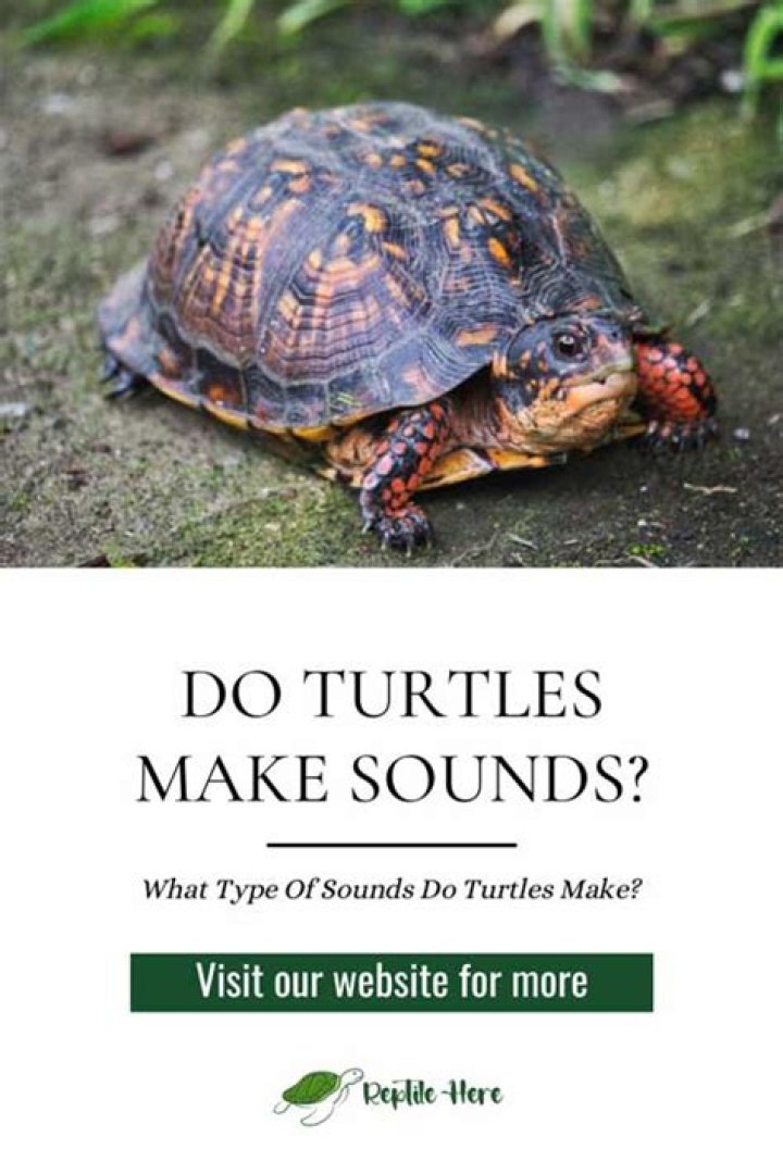 Do turtles hear sounds?