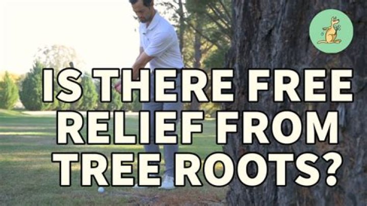 Do you get relief from a tree root in golf?