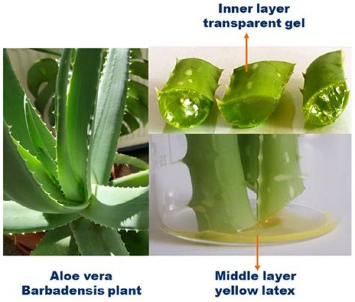 Does aloe vera have iodine?