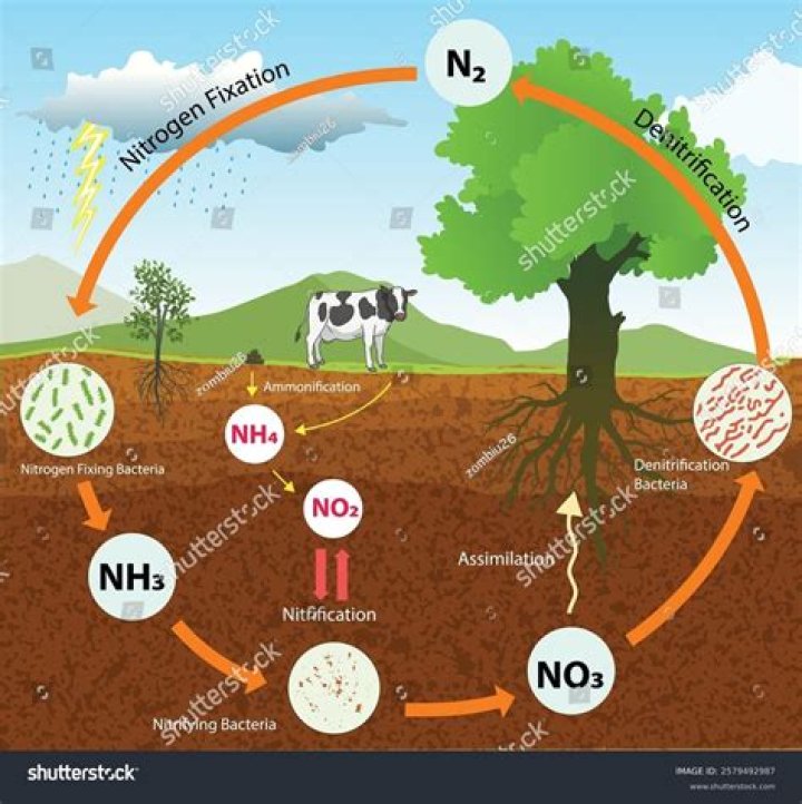 Does barley fix nitrogen?