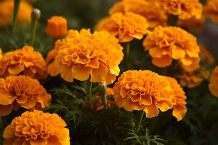 Does Bertie know about Marigold?