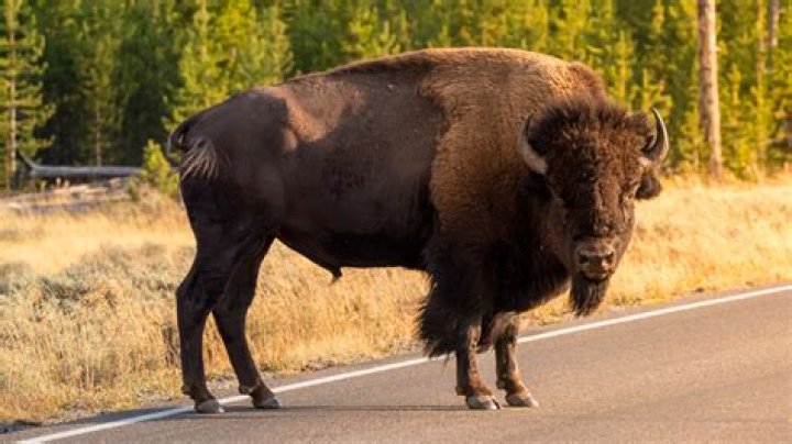 Does bison taste wild?