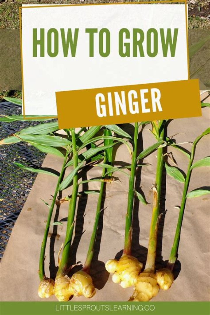 Does ginger grow in sun or shade?