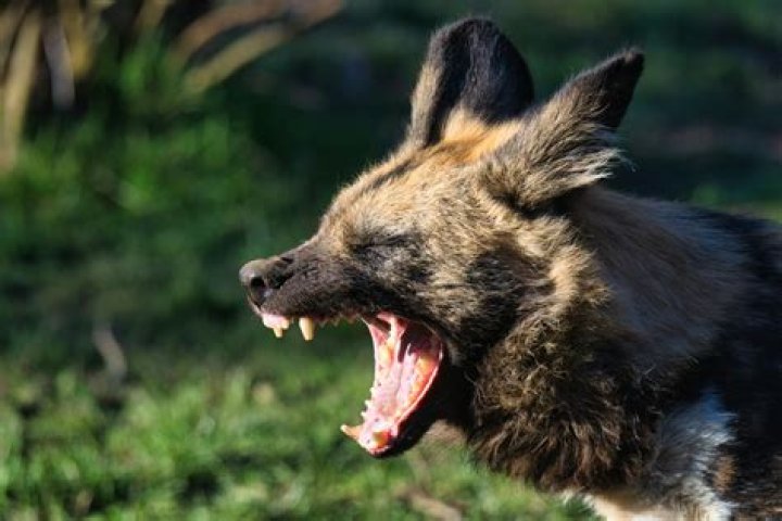 Does tiger fear hyena?