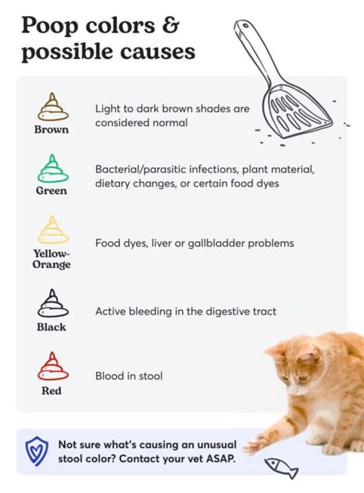 Does tuna in oil help cats poop?