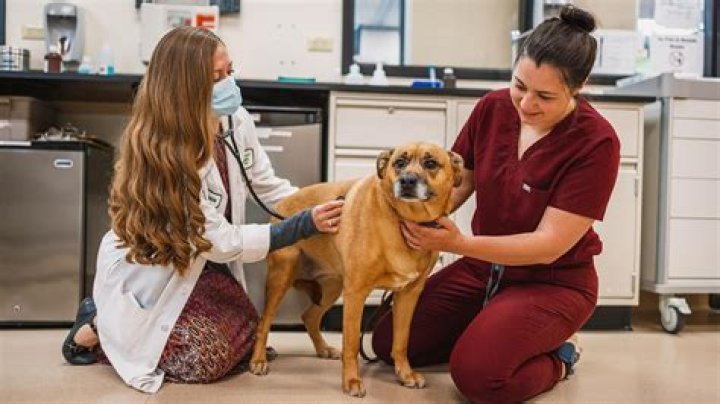 Does UCLA have vet school?