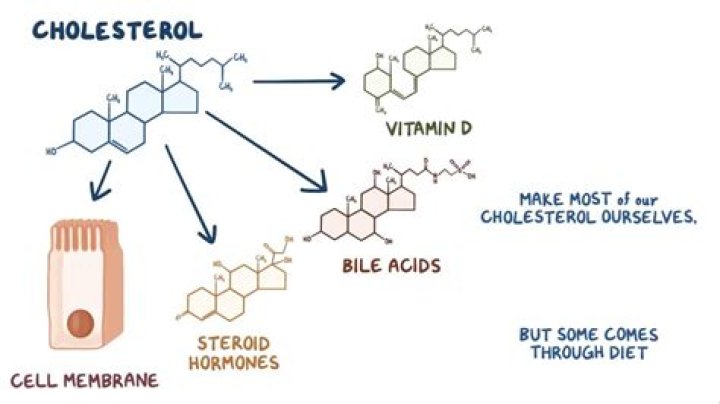 Does vitamin D affect cholesterol?