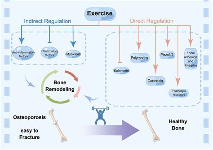 Does weight bearing help bones heal?