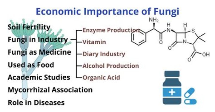 How are fungi important in pharmaceutical uses?