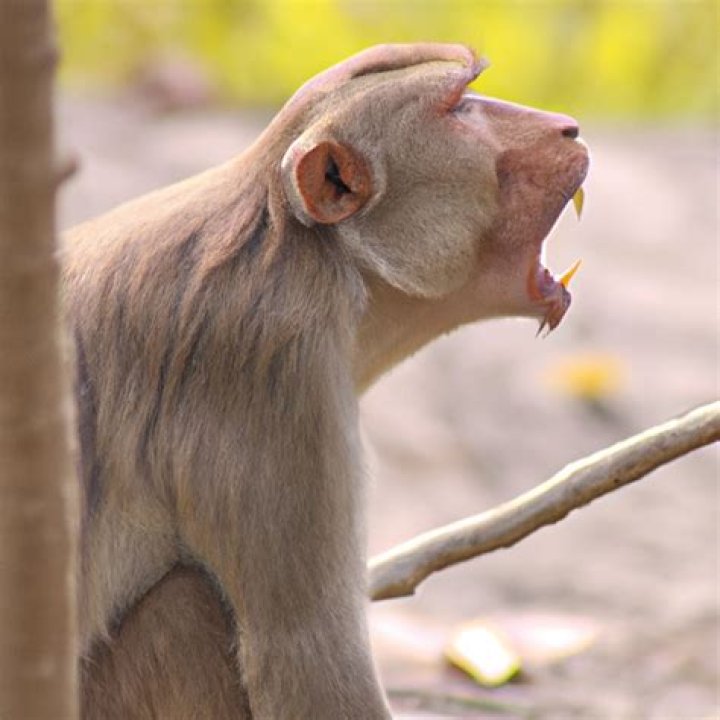 How do animals act when they have rabies?