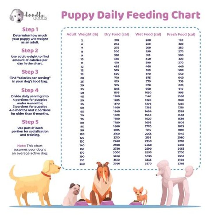 How do I get my puppy to bond with me?