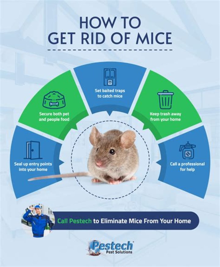 How do I get rid of mice in my shoulders?