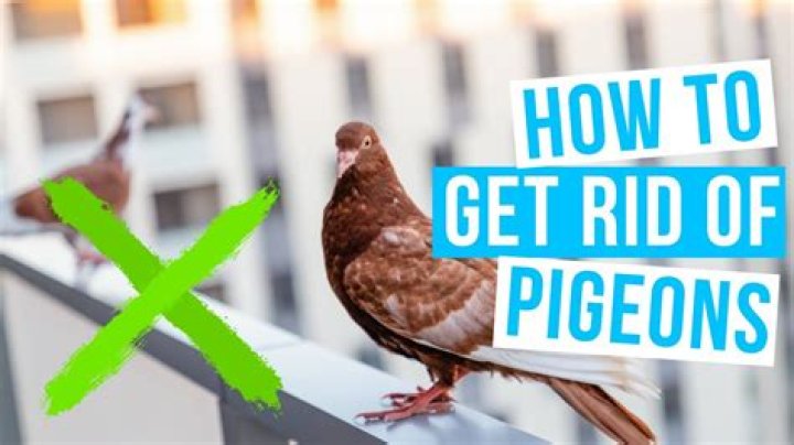 How do I get rid of pigeons without scaring other birds?