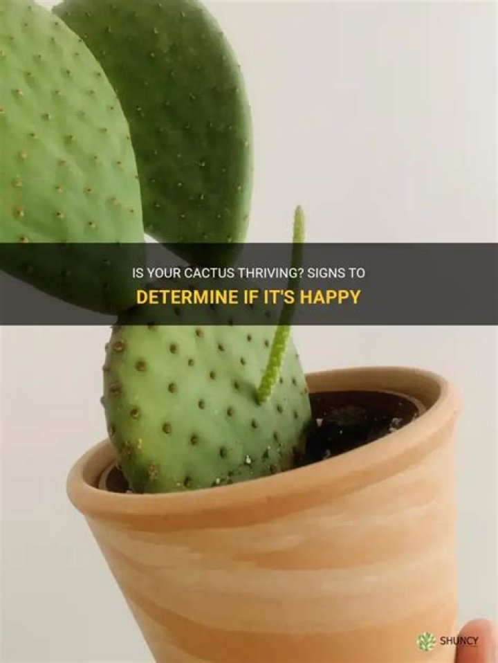 How do I know if my cactus is happy?