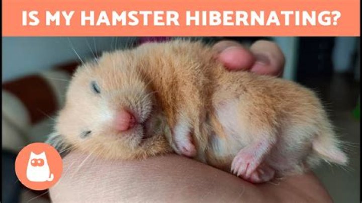 How do I know if my hamster wants to be held?