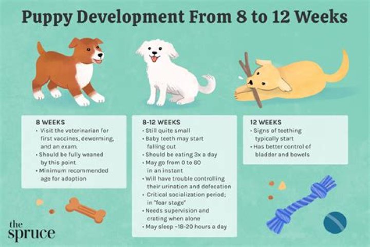 How do I prepare for an 8 week old puppy?