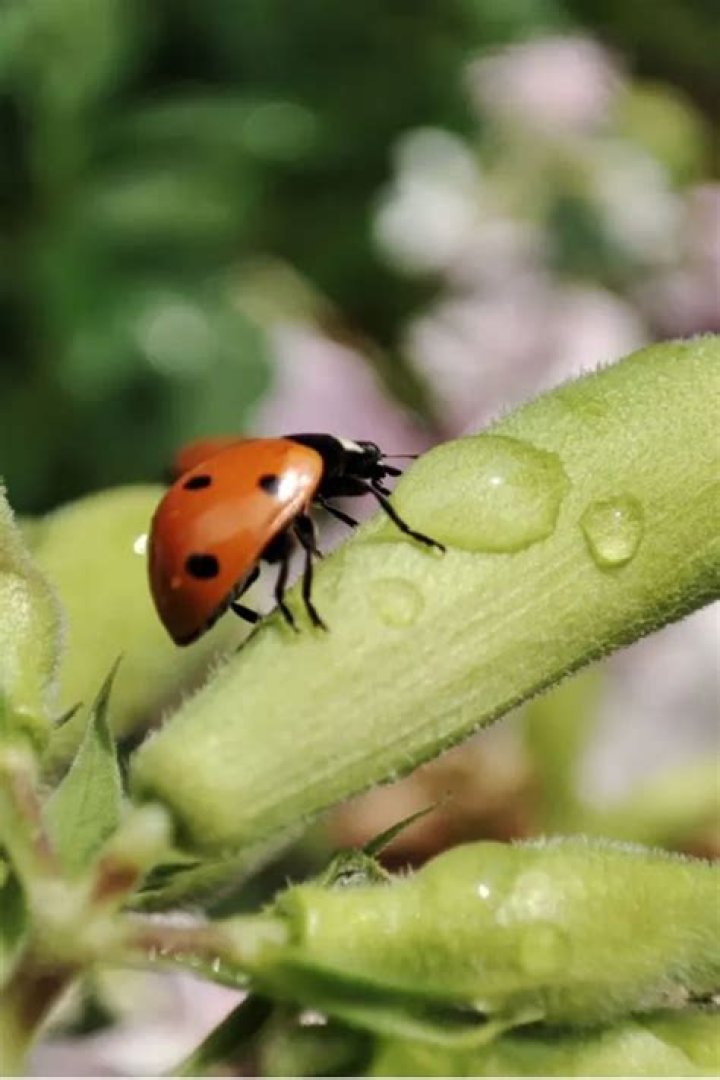 How do ladybugs drink?