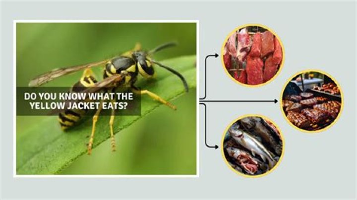 How do yellow jackets find meat?