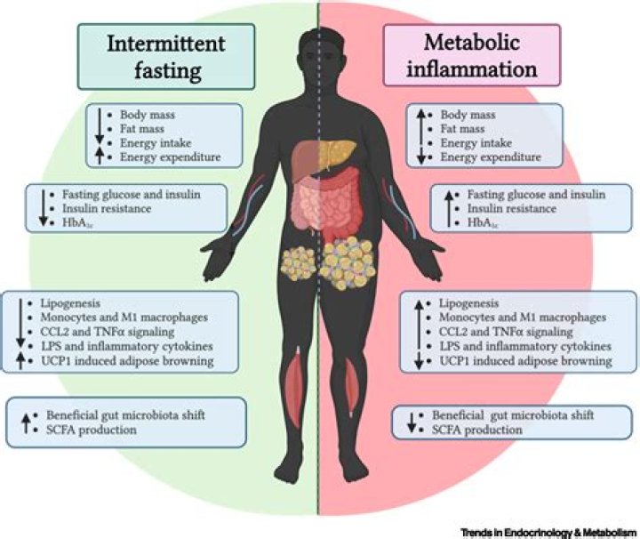 How do you fasten your metabolism?