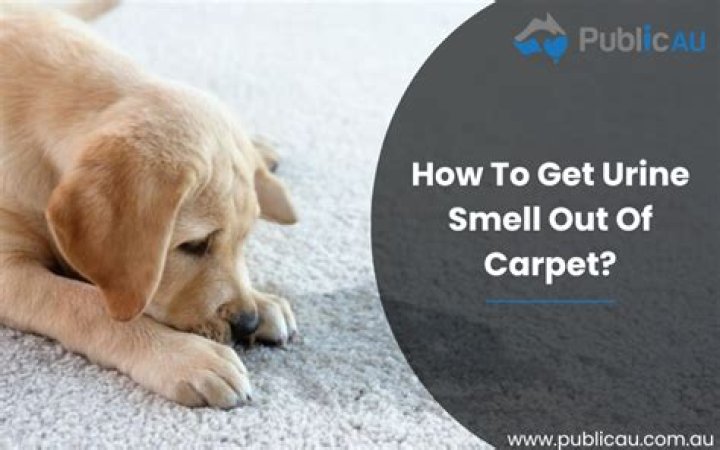 How do you get the smell of urine out of carpet without vinegar?