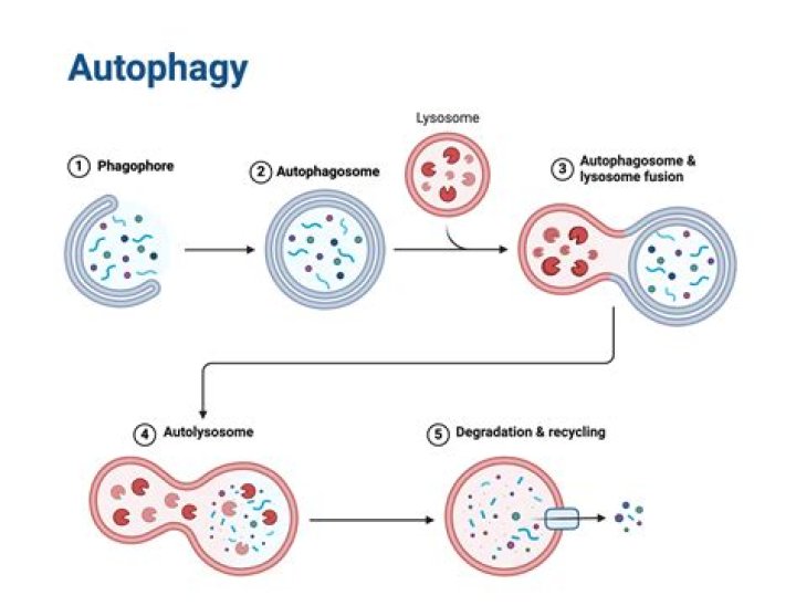 How do you induce autophagy?