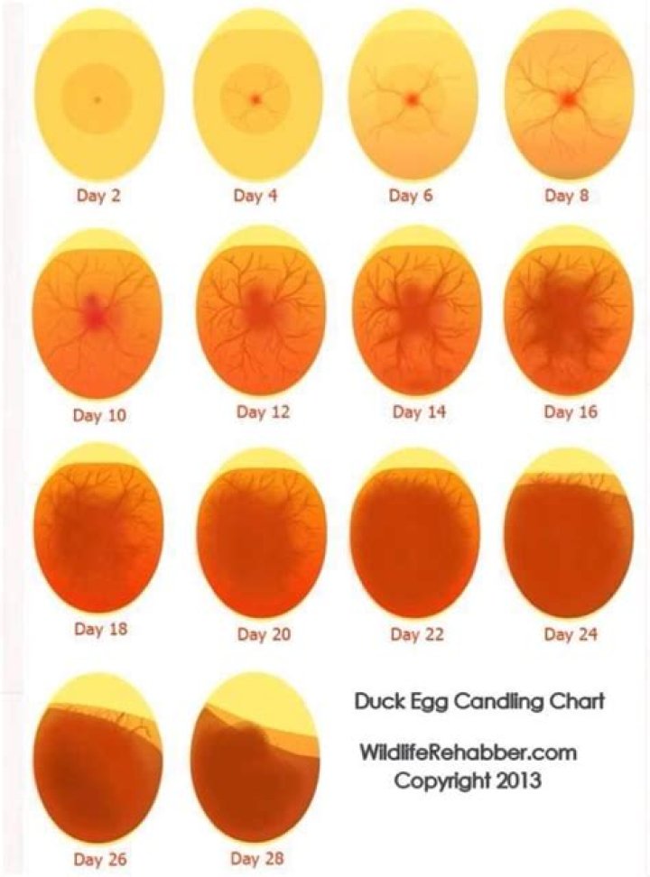 How do you know if an egg is alive?