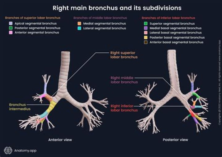 How do you open bronchial airways naturally?