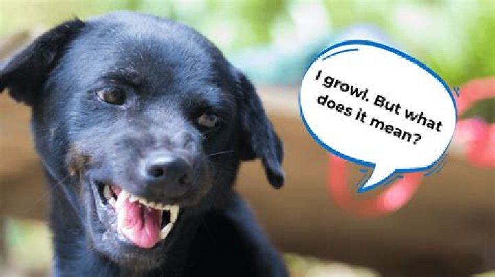 How do you respond if your dog growls at you?