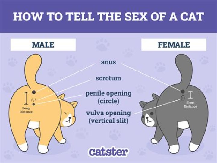 How do you tell if a Husky likes you?