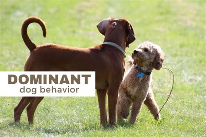How do you tell if your dog is dominant or submissive?