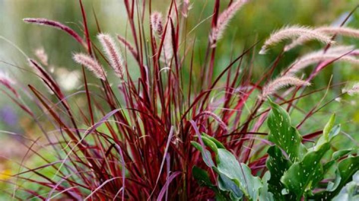 How do you winterize purple fountain grass?