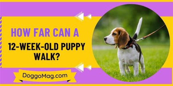 How far can a 12 week old puppy walk?