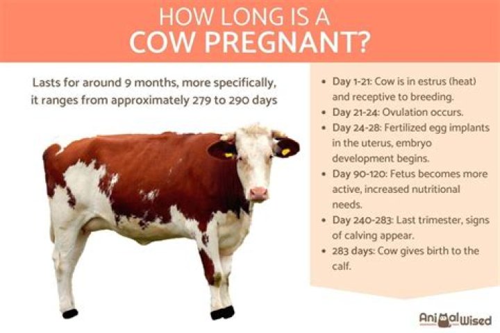 How long are cows pregnant?